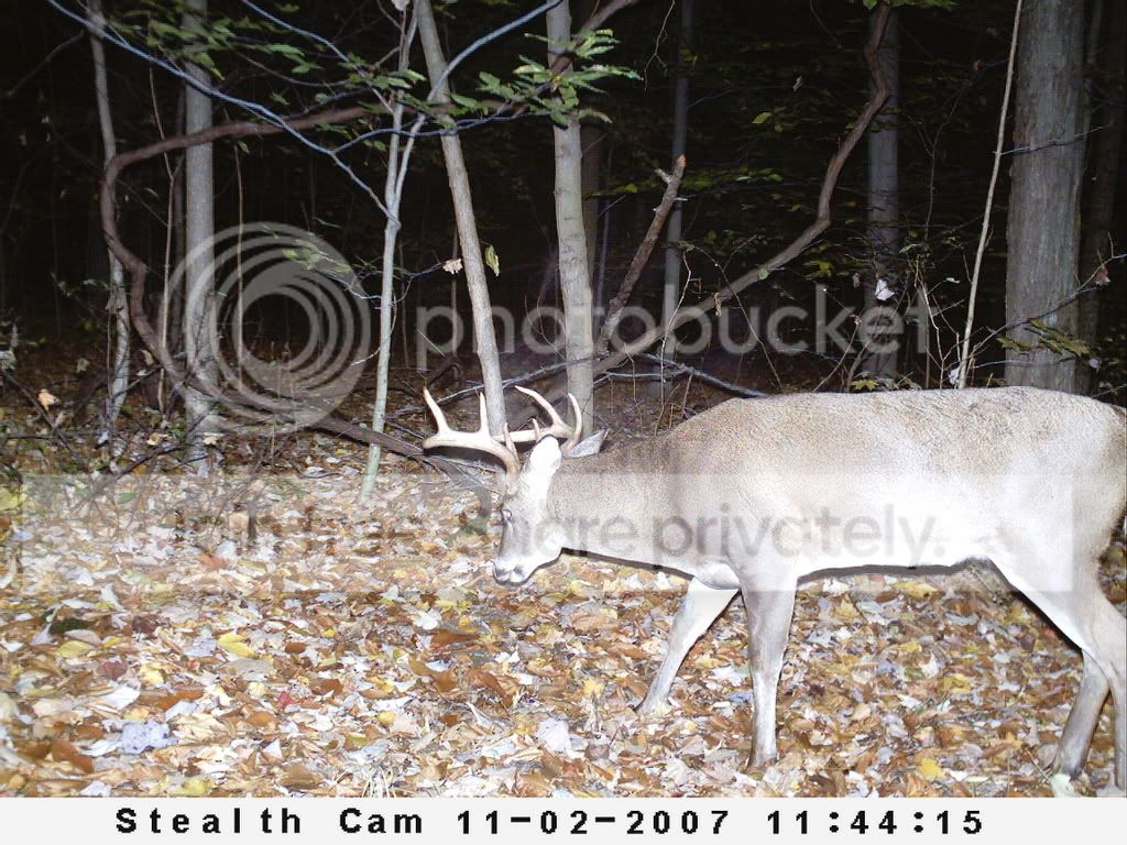Deer antler growth progression? Forums